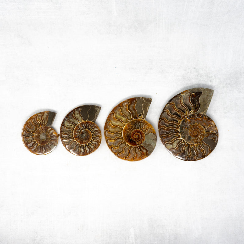 Cleoniceras Ammonite Pair