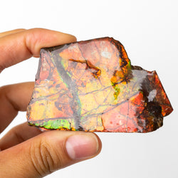 Canadian Ammolite