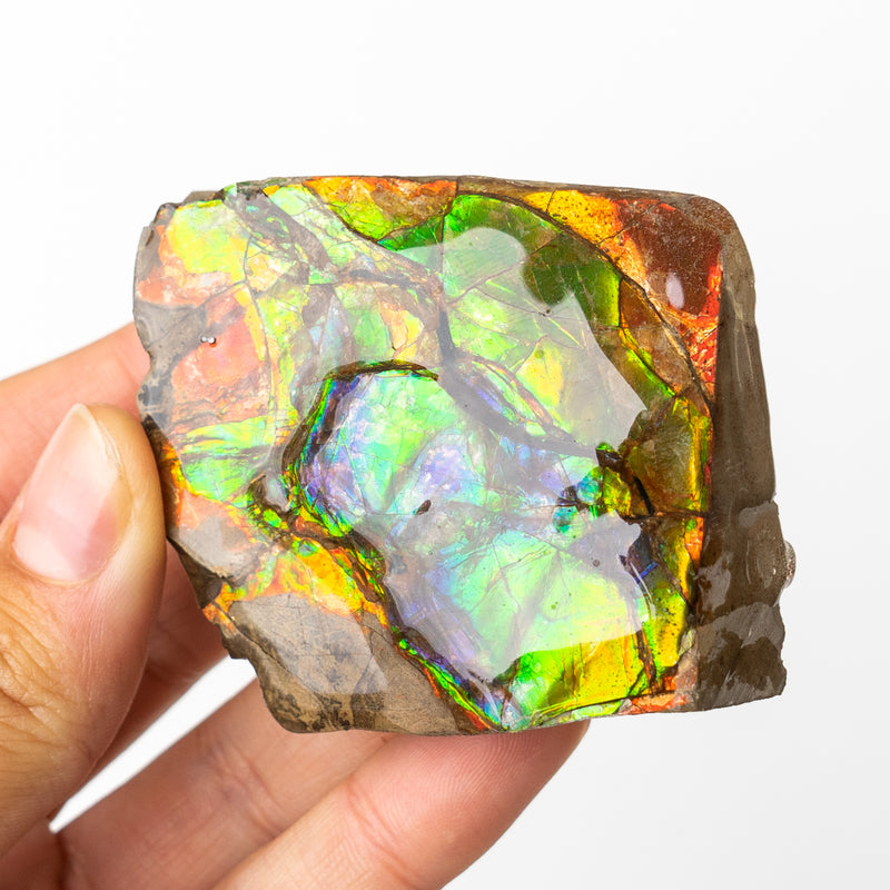 Canadian Ammolite