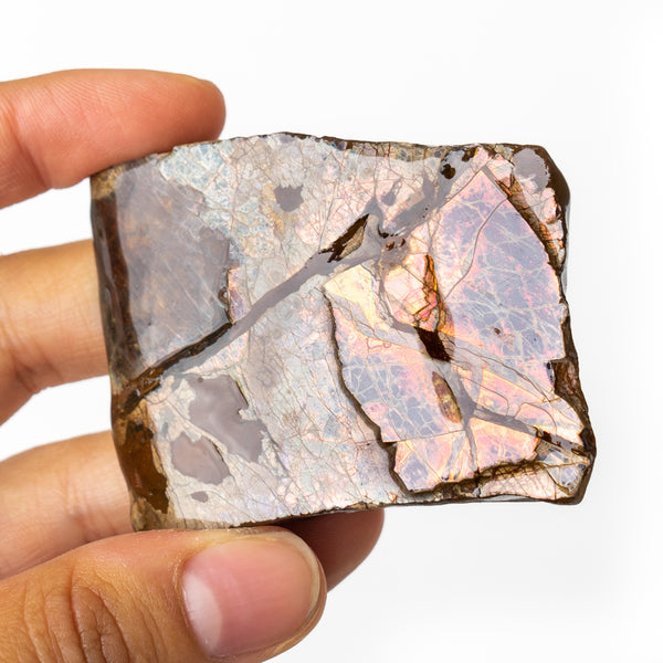Canadian Ammolite *rare* pink color