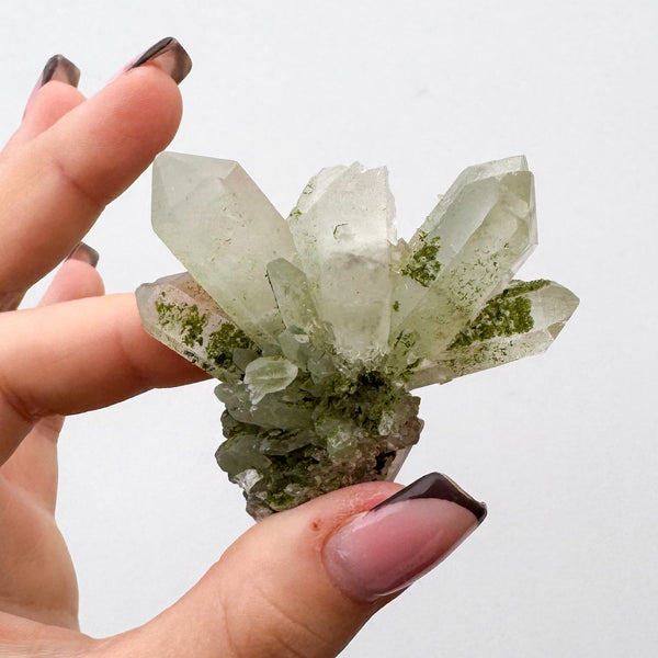 RARE Druzy Epidote on Quartz