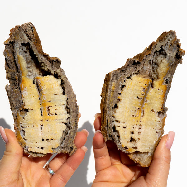 Agatized Fossil Coral Pair