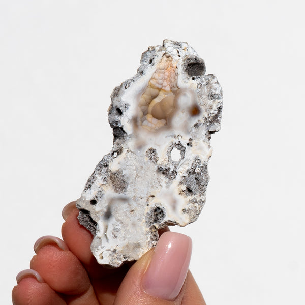 Agatized Fossil Coral