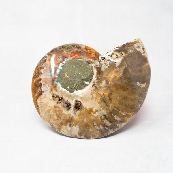 Cleoniceras Ammonite Pair
