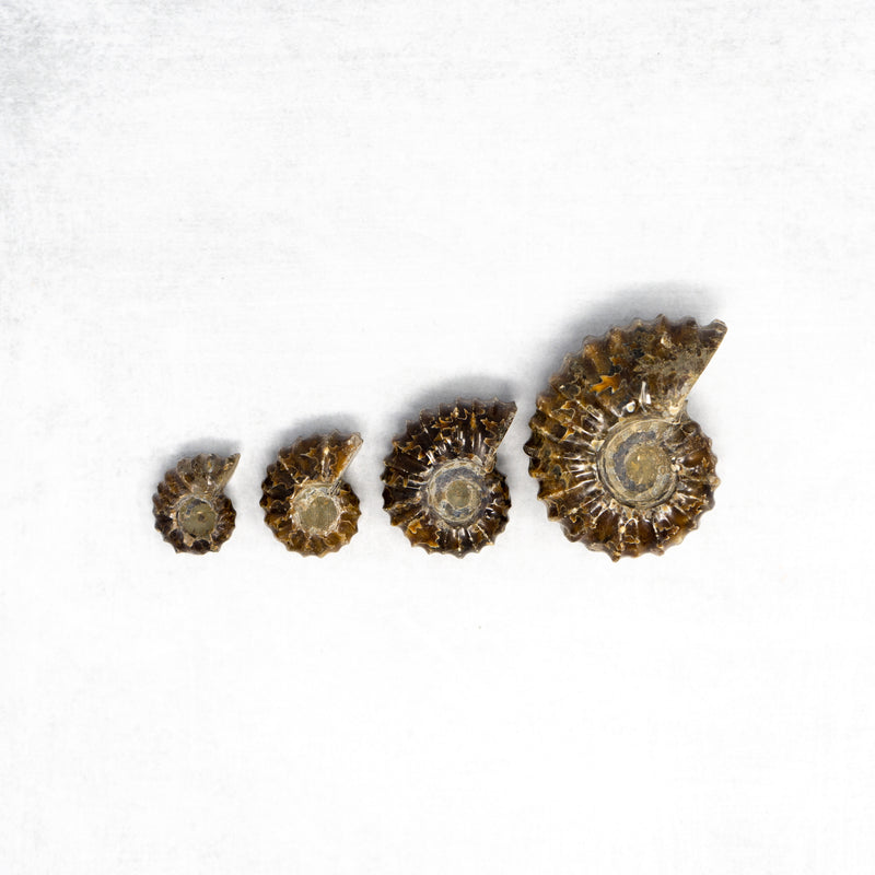 Douvilleiceras Ammonites