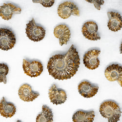 Douvilleiceras Ammonites