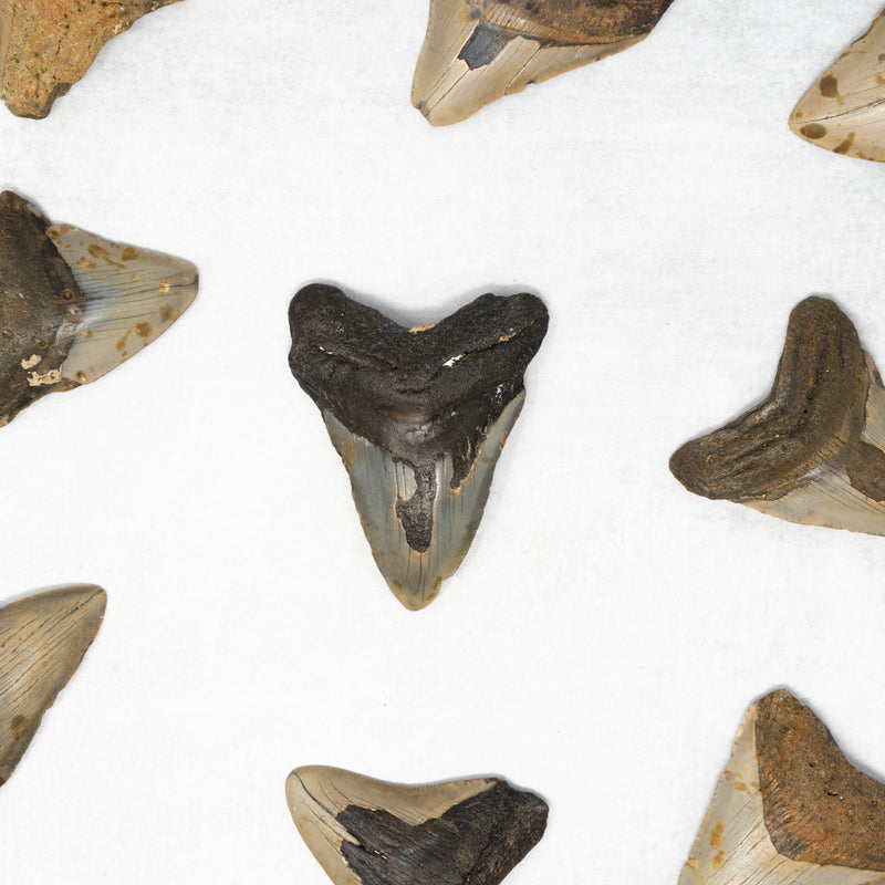 Megalodon Tooth